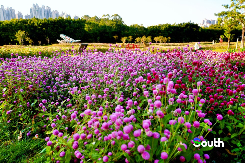 thisisGBA's tweet photo. #Picture |🌸 In late October, Nanguo Tropical Garden in #Zhanjiang bursts into bloom!

A sea of pink, purple, and white flowers creates a colorful landscape under the warm autumn sun. Visitors stroll along the paths, capture beautiful moments, and children play beneath the trees — a relaxed, cheerful atmosphere fills the park. 🌺📸

https://t.co/9qBWPO4AOc

#NanguoTropicalGarden #AutumnFlowers #Guangdong #FloralDisplay #NatureBeauty #AutumnVibes #TravelGuangdong #ParkLife