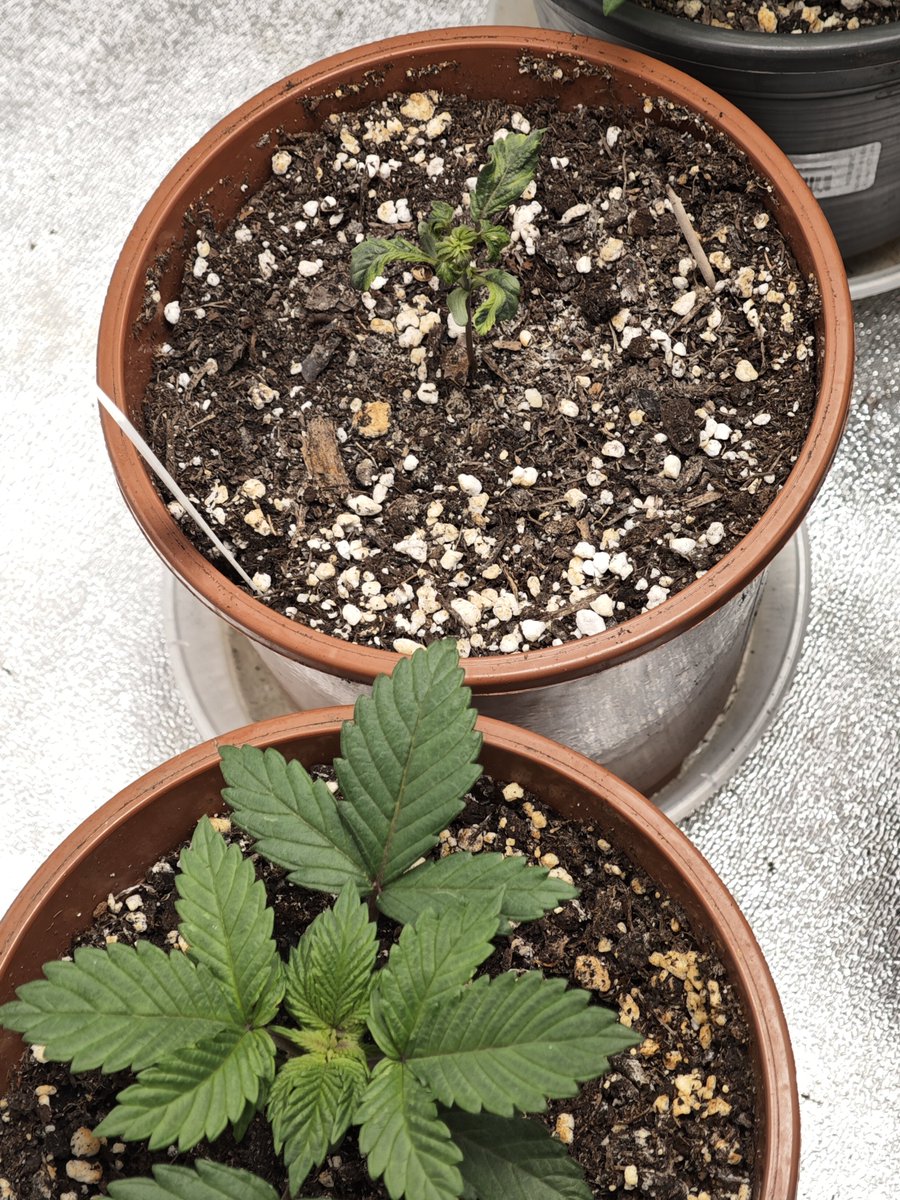 mxgenetics's tweet photo. Weirdo has been culled. It was already so much behind after 2 weeks that it made no sense to keep it longer.

I know it could've been content for X, but simply put I have no space for it.

In case I get a mutation that brings something extra then I would make a space for it hehe. https://t.co/3CZVf40FUC