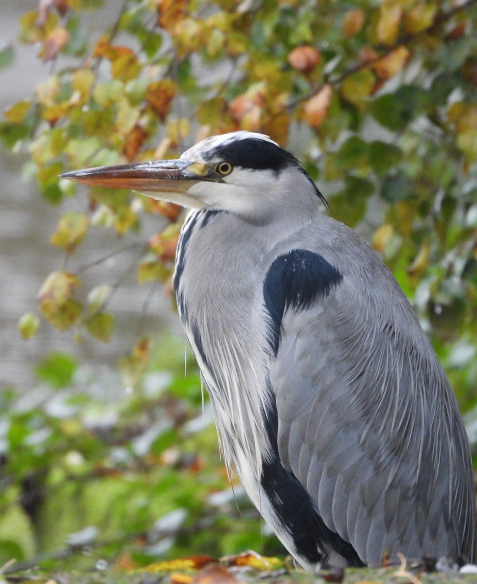dBwarro's tweet photo. This grey heron is a creature of habit. #WaderWednesday https://t.co/18C9mkz4T7