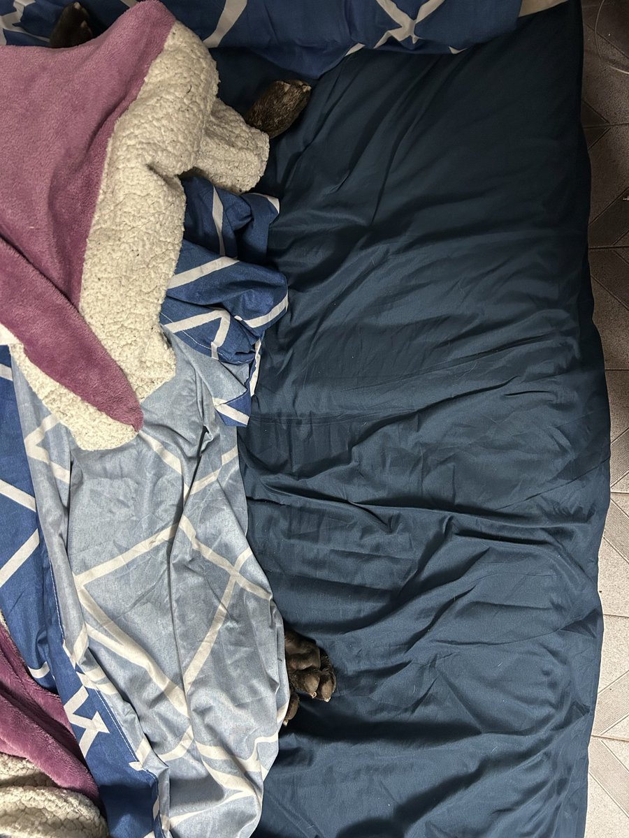 anto__rojas's tweet photo. Hay 4 patitas que deciden cuánto lugar tengo para dormir y se ve que ayer quería toda la cama para terminar durmiendo arriba mío un poco más 🤣😻 https://t.co/myG9Y3a8lr