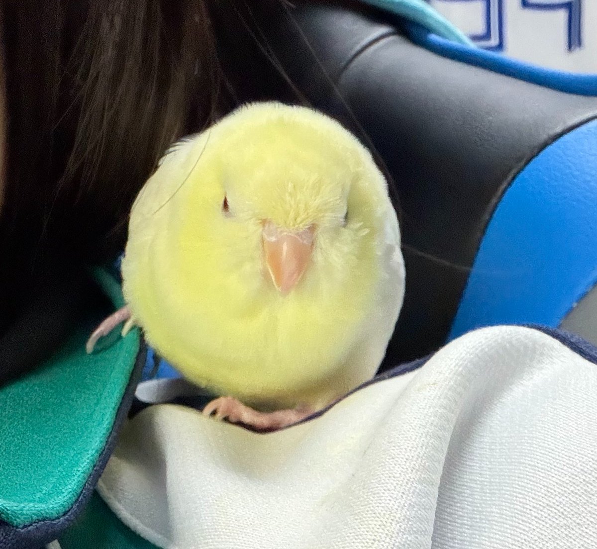hato_no_sashimi's tweet photo. どすこい https://t.co/3rVDd7MomI