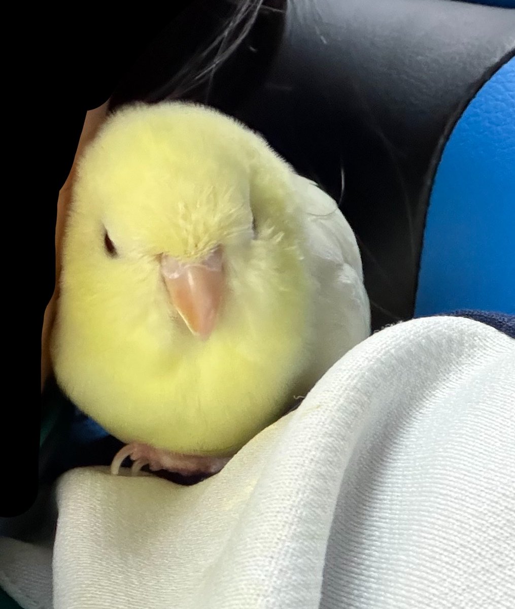 hato_no_sashimi's tweet photo. どすこい https://t.co/3rVDd7MomI