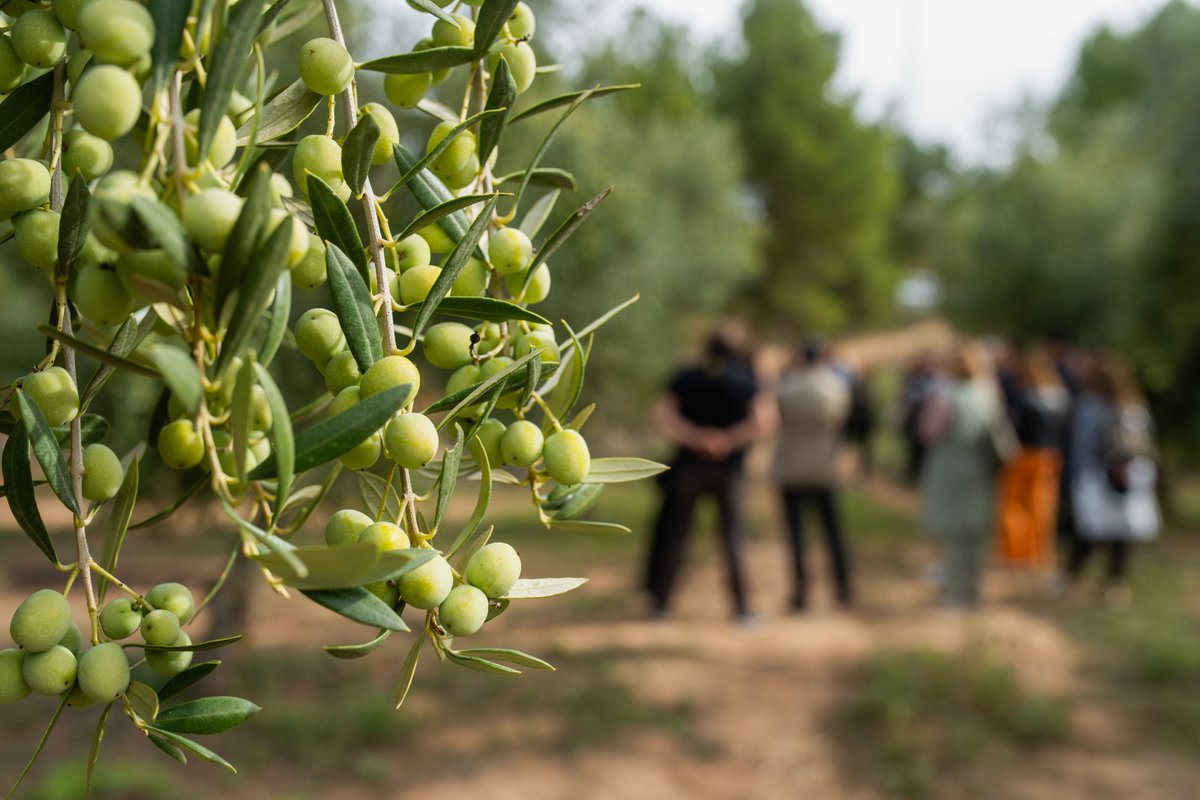 aralleida's tweet photo. L’#OleoturismeADNLleida a les #TerresdeLleida és molt més que una escapada: és sabor 🍽️, cultura 🏰 i territori 🌳

Aquesta tardor 🍂, més de 50 propostes de proximitat t’esperen per descobrir l’oli, la gastronomia i els paisatges de Lleida 🤗 T’hi apuntes?

ℹ️ https://t.co/YZdBZpPpbw

#AraLleida #BiosphereGoldDestination 🌱 #AmbTotaNaturalitat 🌿 #ADNLleida 💚🌍