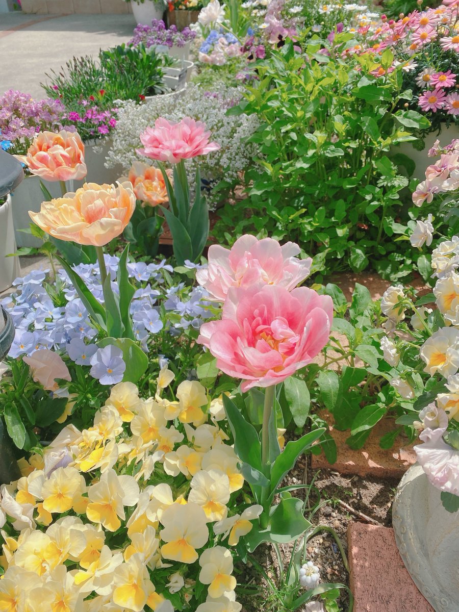flowersworld298's tweet photo. https://t.co/vYLItTuSyJ