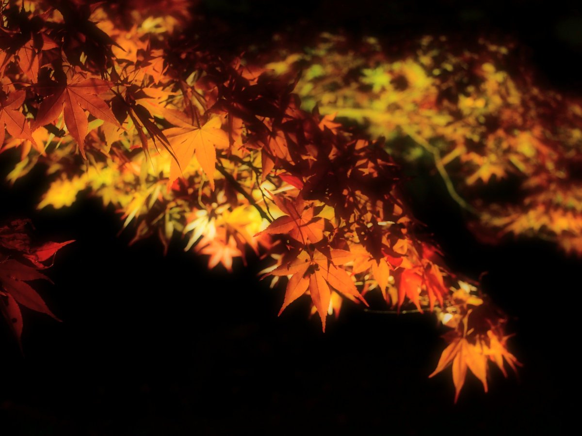 rend30887's tweet photo. 暗い中に浮かび上がる紅葉って、昼間に見るのと違う妖艶さがあるよねぇ(*´ω｀*)
今年は会えるといいなぁ（｡･ω･｡）

 #ファインダー越しの私の世界ᅠ 
 #紅葉  #キリトリセカイ 
 #過去写真 https://t.co/wggSEBvjuO