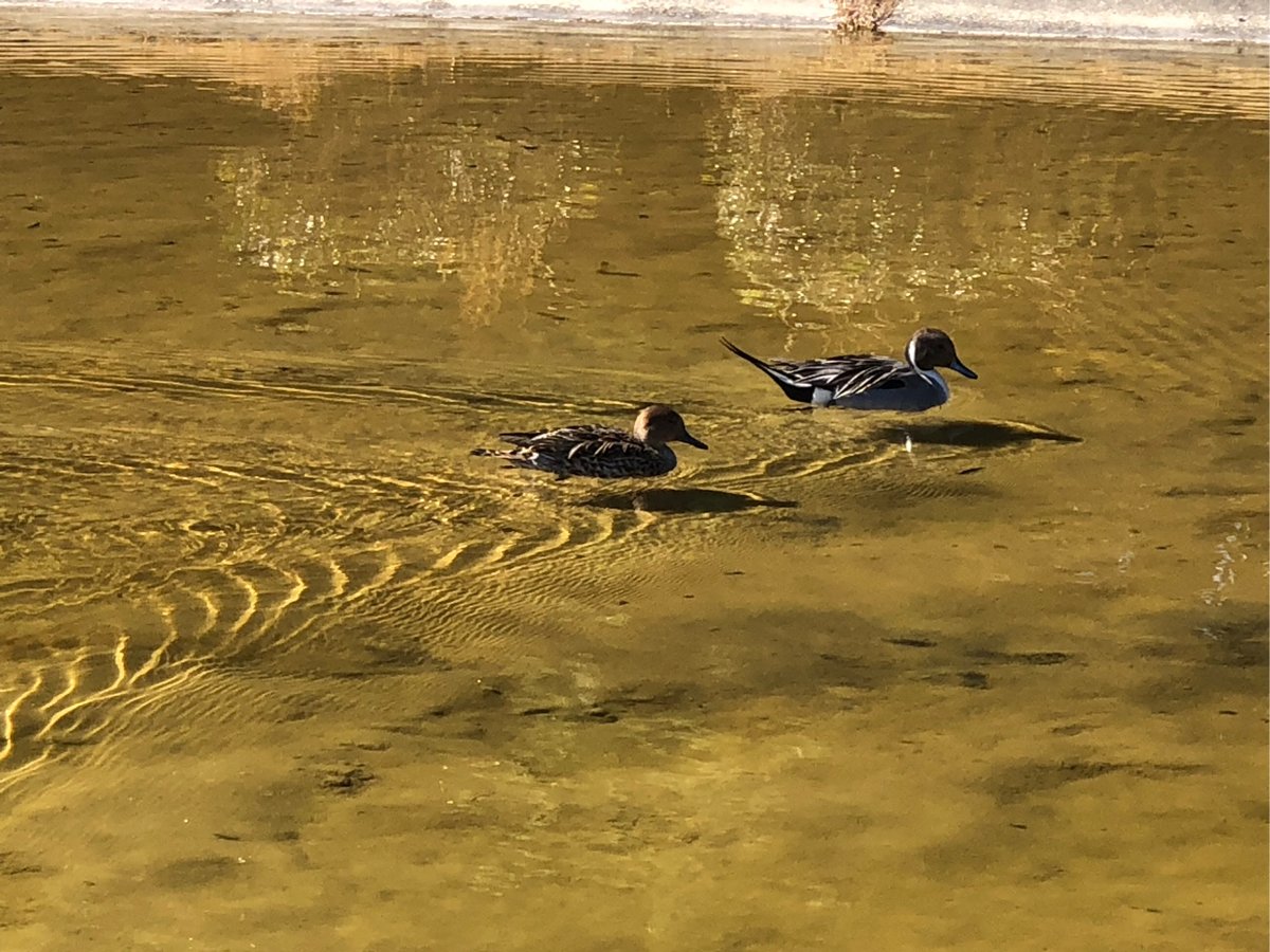 sQrHGtlWfR90060's tweet photo. [湖畔でカモが鳴く中、仏像の前を若者が通り抜ける瞬間]， https://t.co/l1Qe6JWOSG