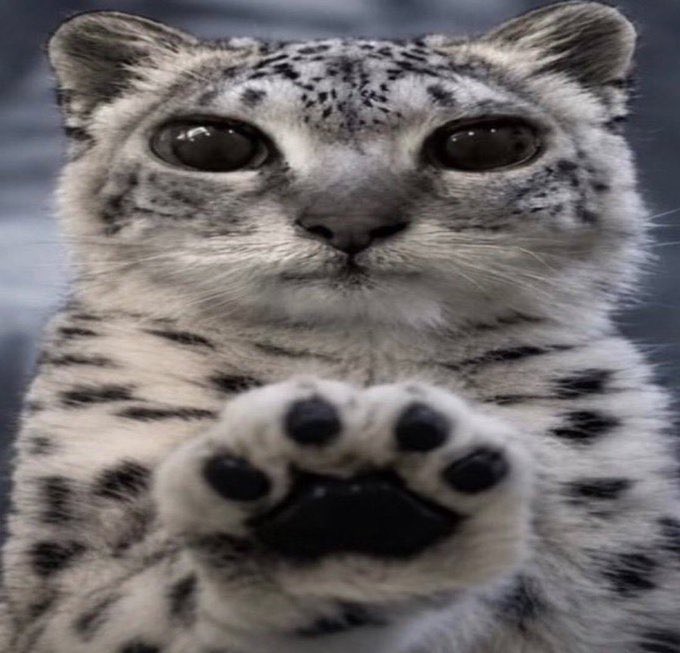 jamiesbestbf's tweet photo. *paws at you*    I want to lose 10kg https://t.co/ExLC0XWeHI