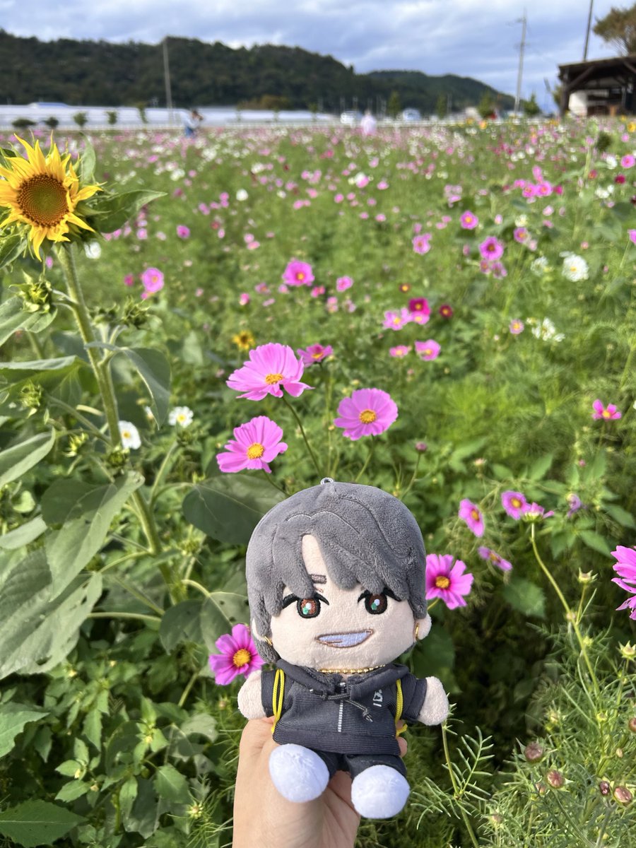 sunflower72409's tweet photo. たろちゃん、初めてのコスモス！
ひまわりとコスモスが一緒に咲いてて色鮮やかでした🥰 https://t.co/X2CTLpAhJb