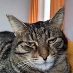 Photo by Dev-Pati (@alienoscats)