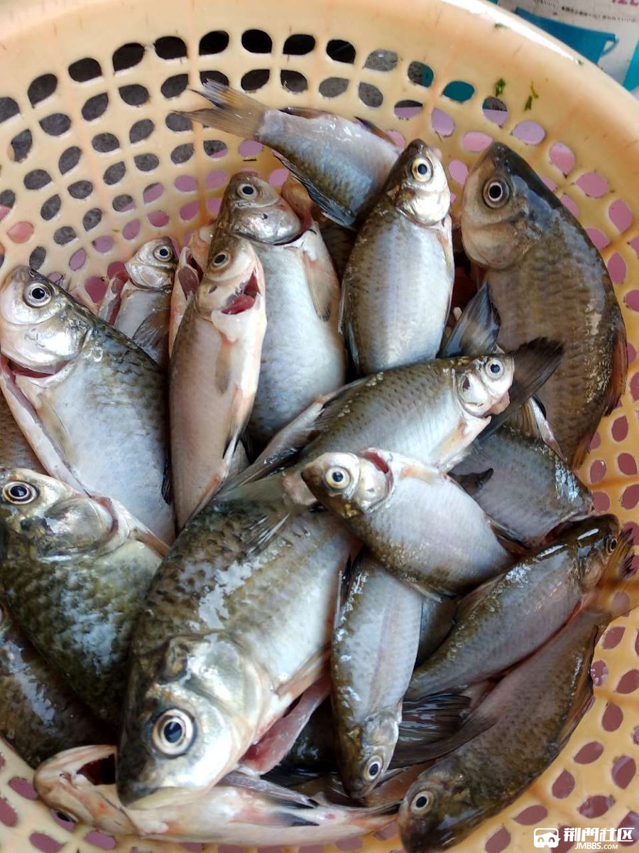 mino64kunn's tweet photo. [涎を垂らす郎が漳河のほとりで魚を待っている] https://t.co/2iPisubFfr