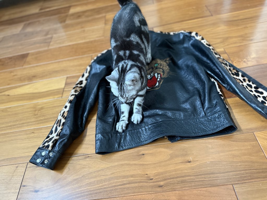 menmauzawa's tweet photo. ガリガリガリガリ〜😸 https://t.co/Cdz3KyQ0HO