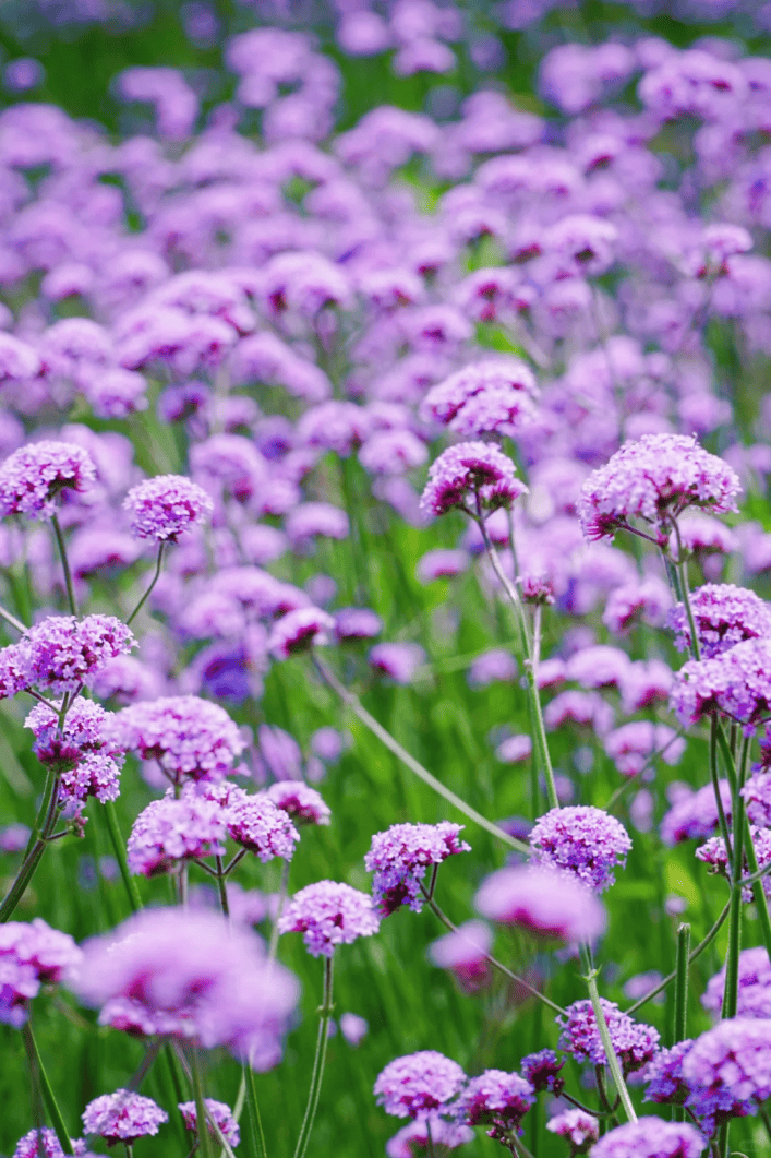 xp9vrmeron's tweet photo. 「澄んだ水に浮かぶ茶杯のそばで、一簇の花が静かに咲いている」 https://t.co/oz0LwbFZEu