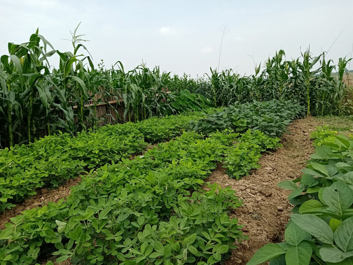 hwEq0S0icUQO8Hu's tweet photo. 「今日の畑で、矢印の先にある亩の野菜がすくすく育ってる」， https://t.co/Nj2GbVrevs
