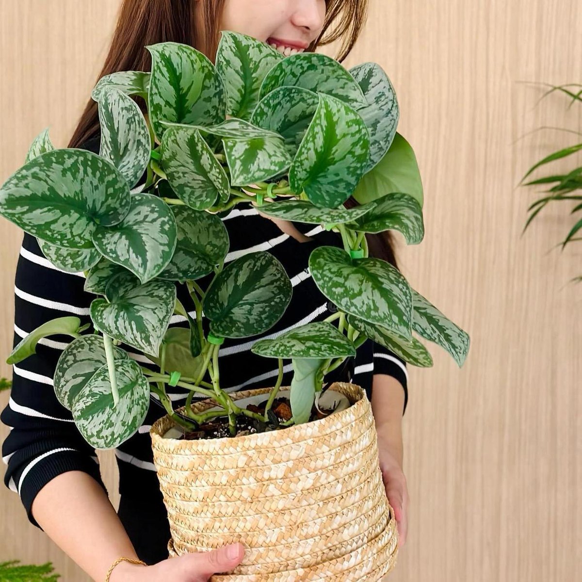 hchika0426's tweet photo. [偽りのポーチに植えた小さな花、ひっそりと咲いてる] https://t.co/rOBsg4mU5M