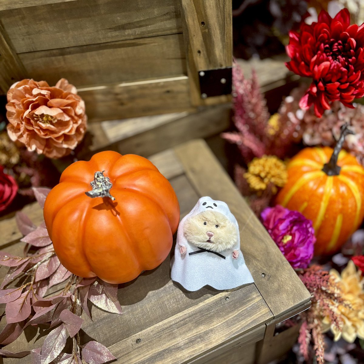 pon_____h's tweet photo. 🎃

 #はむにぎり
 #はむにぎりのいる暮らし https://t.co/AmS15VeSig