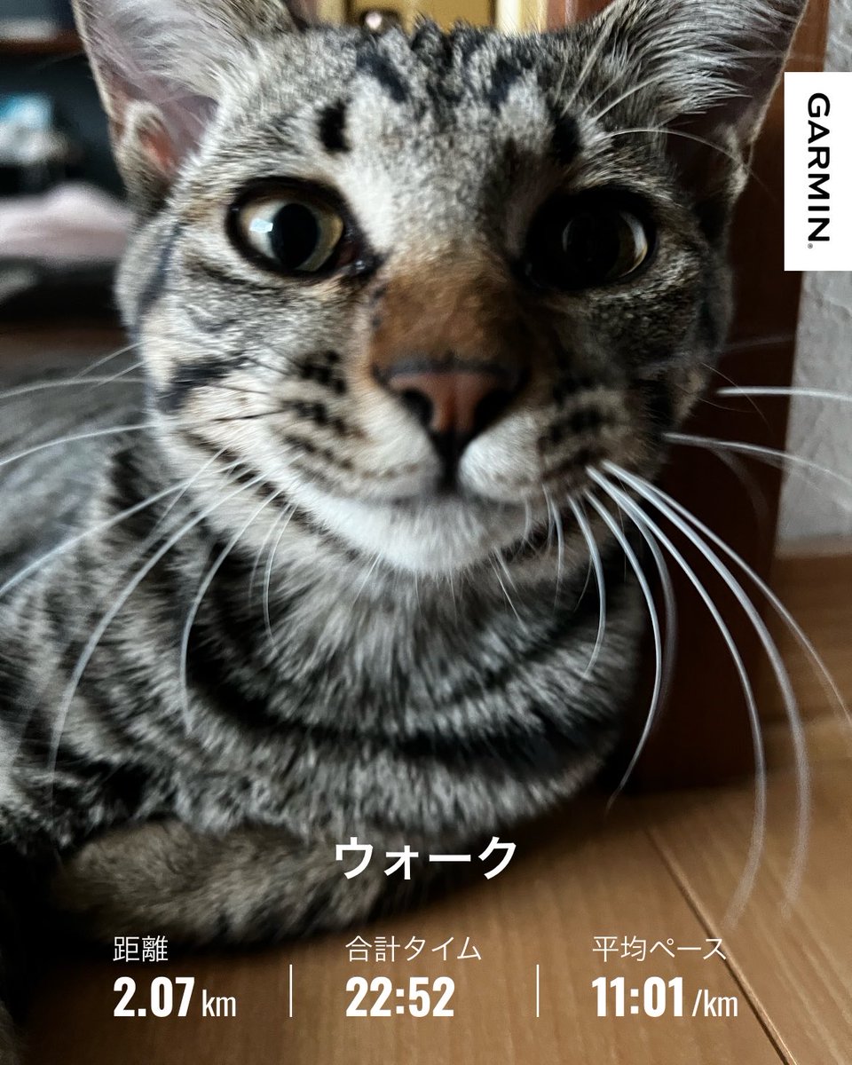 nelli_diet_run's tweet photo. 10/28 あさんぽ

日曜日の暑さとは打って変わって、本日9℃ですって！寒いなぁって思ったけど、やっぱり寒かった😅
冬仕様にしていかないといけないんだけど、まだそんな気持ちになれない自分もいらっしゃいます。
体調管理はしっかりとしないといけないんですけどね！！皆様もお気をつけて！！ https://t.co/ZSBVERy4ea