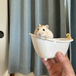 Photo by 郡南蛮田 平平(ぐなんばんでん へいぺい) (@uddoonn)