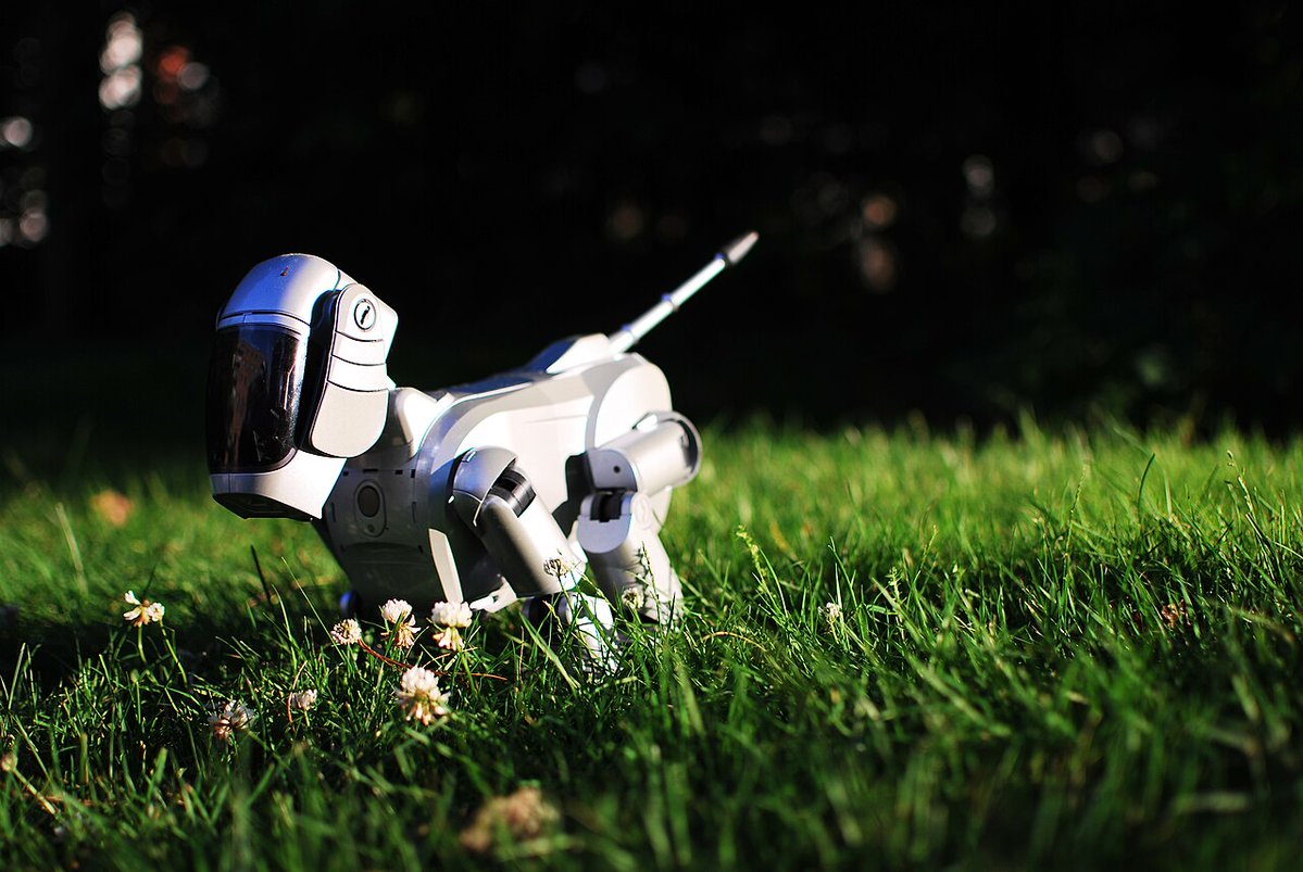 ObsoleteDaily's tweet photo. In Japan, a Buddhist temple has held funerals for robot dogs.

The dogs were Aibo, made by Sony. The first model went on sale in 1999 for 250,000 yen in Japan and $2,500 in the US, and the 3,000 units offered in Japan sold out online in about 20 minutes. Aibo could walk, respond to its owner and develop its own behavior over time.

Sony stopped making Aibo in 2006 and ended official repairs in 2014. A repair company called A-Fun, which employed former Sony engineers, kept many running with parts taken from Aibos that couldn't be fixed. Owners felt those donor dogs deserved a proper goodbye, so starting in 2015, Kofukuji temple in Isumi, Chiba, held funeral services for them before they were taken apart. Sony brought Aibo back in 2018.