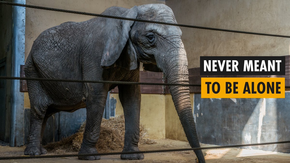 stae_elephants's tweet photo. There are still over 20 elephants who live in solitary confinement in European zoos. Born Free are launching #NoElephantAlone to call for an end to the isolation of elephants across Europe. 
https://t.co/653jkvVdV2 https://t.co/lyKnNSOGGl