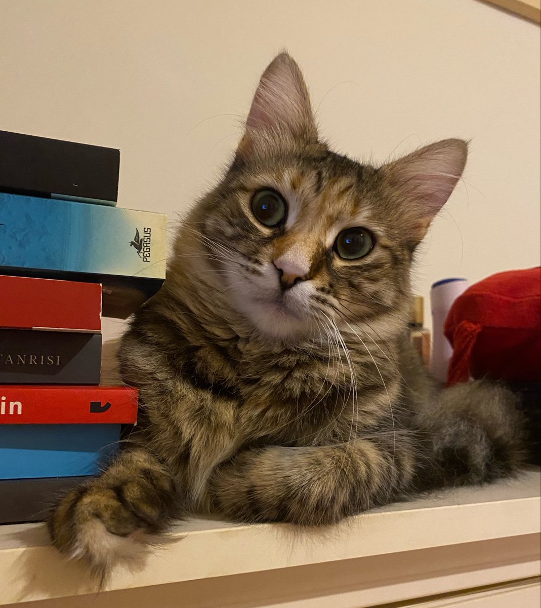 ozlemeyin's tweet photo. Evet ne kadar beğeni alırsa alsın tekiri beğendirmek zor gerçekten. 

Bu kızı soranlar da bir daha aramadı.

Umutla ailesini aramaya devam.

Ömürlük yuvası olmak isteyen ulaşabilir. 
İstanbul https://t.co/1Z54hFch8S