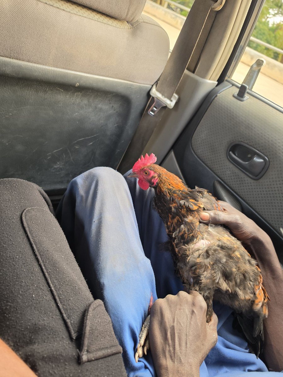 Victorokeke_'s tweet photo. My fellow passenger in this Abuja green taxi boarded with a live chicken https://t.co/oOfPOoHQ2a