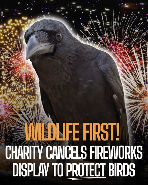 tiger26931's tweet photo. National Star cancelled its fireworks display after learning about the harm the event would cause to birds at Russell's Rescue bird sanctuary nearby. https://t.co/DRwUFWUgkJ