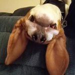 Photo by The Weekly Beagle (@WeeklyBeagle)