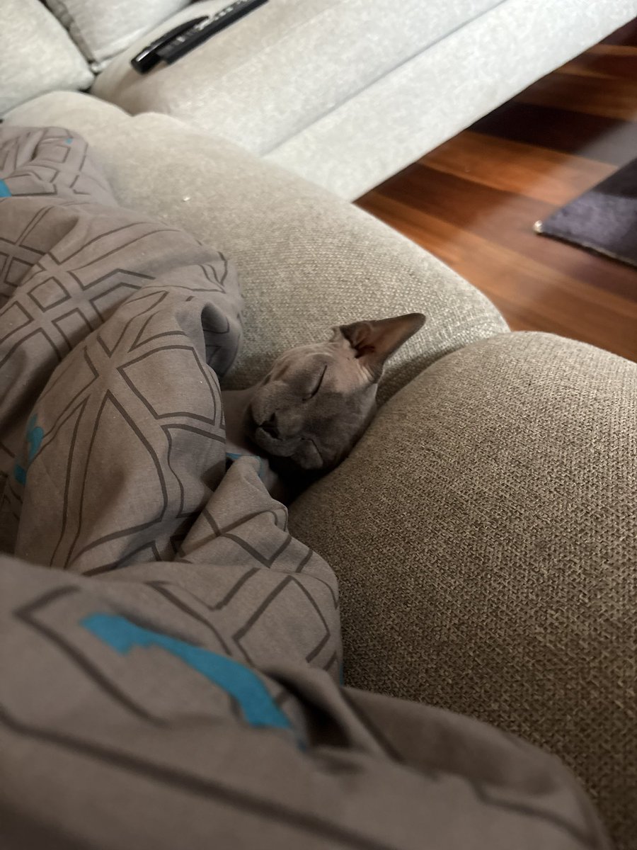 folkishhello's tweet photo. my body, arms and SOUL 
i love my cat sm!! 🥰

#nsfwtwt #moothunt #freaky #biceps https://t.co/OziIFWQng3