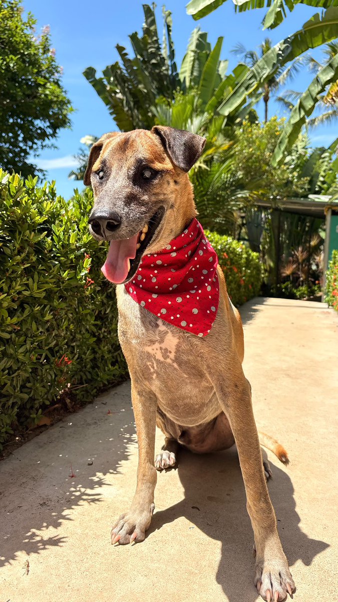 NiallHarbison's tweet photo. We’re hiring a COO for Happy Doggo…

🐶 Genuinely a role that will change the world for millions of dogs. 

🌎 Operations / partners in 5 countries and growing fast.

📊 Huge ops challenge to help us save even more dogs. 

You can apply here or share 🙏

https://t.co/zki2SWlFwo https://t.co/5IIkbcn3Np