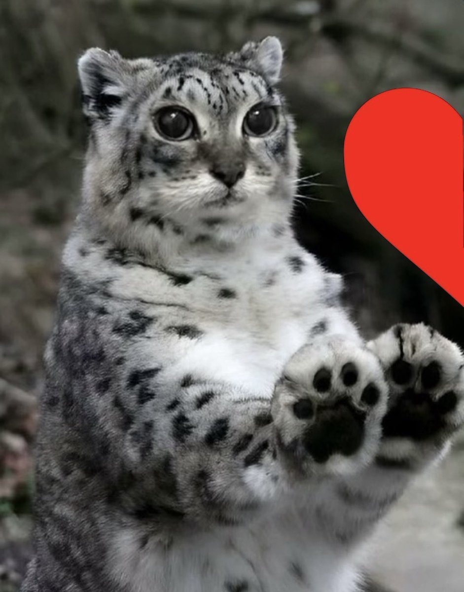 2k8skfc8gr's tweet photo. Me when oomf likes my posts https://t.co/r2fGvHVXyl