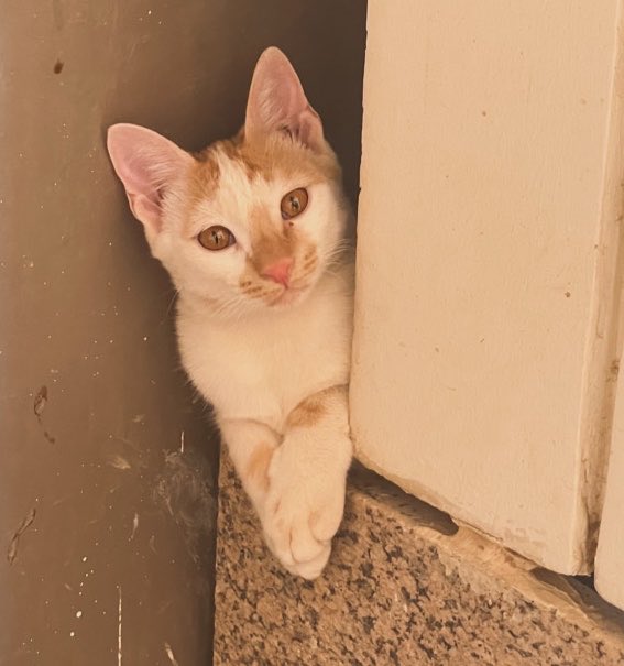 milkandtart's tweet photo. بنات جامعتي ما يقصرون ما يتركون لي فرصه اهتم فيهم :( 
دايم اجي والمكان مليان صحون ومعبين الصحون لهم وحاطين لهم بيوت بكل مكان https://t.co/yvpa3yUQgs