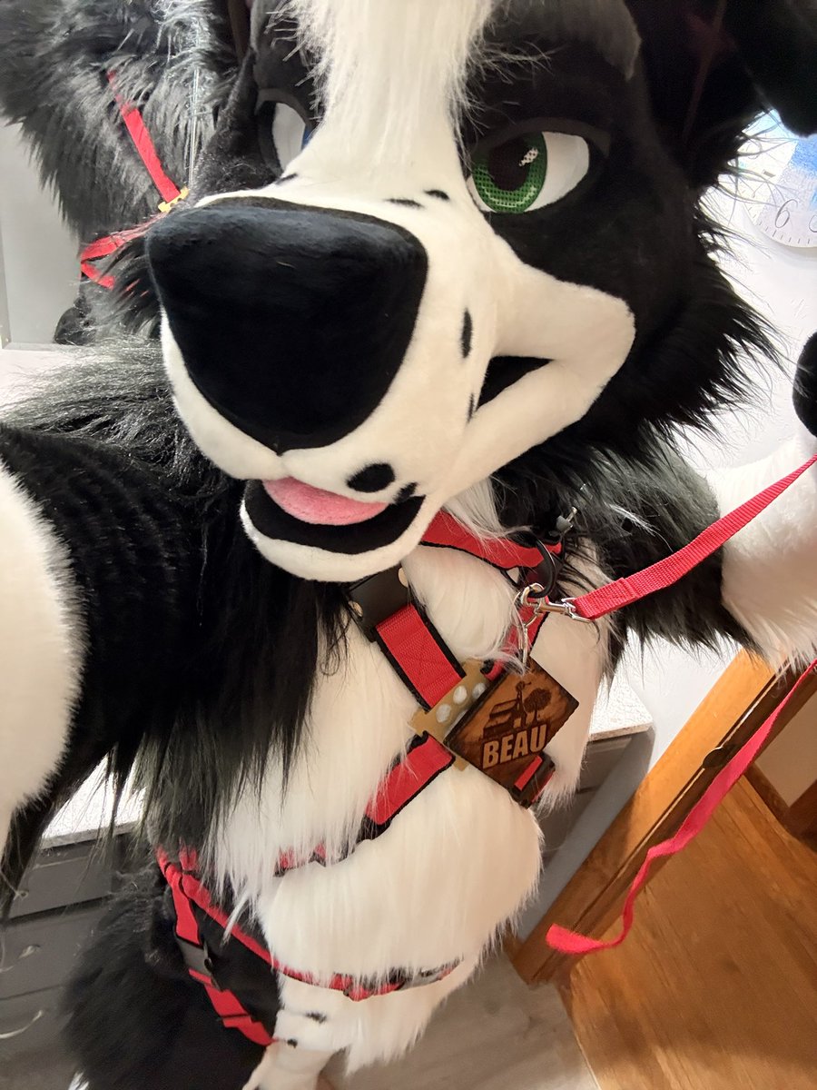 FarmDoggo's tweet photo. Hey hey hey, yeah you! TAKE ME FOR WALK 😤 https://t.co/28RG2N18qp