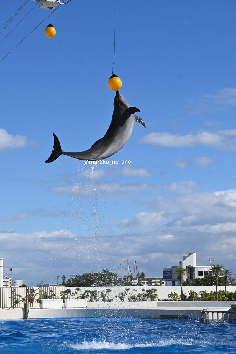 maruane_orca's tweet photo. 10月28日須磨シー

13:00ドルフィンパフォーマンス https://t.co/opdHb4AGCg