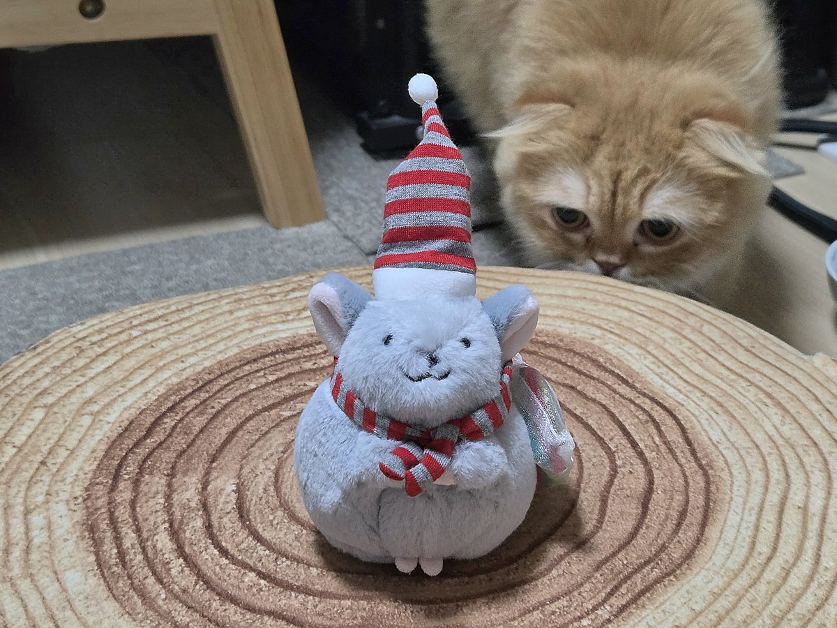 mopumomi's tweet photo. クリスマスチンチラちゃんお迎え🐭🎄
まさかのオーケーにいるとのポストを見かけて最寄りのオケに探しに行ったらレジ横にいました🌟 https://t.co/kKKj2chaje