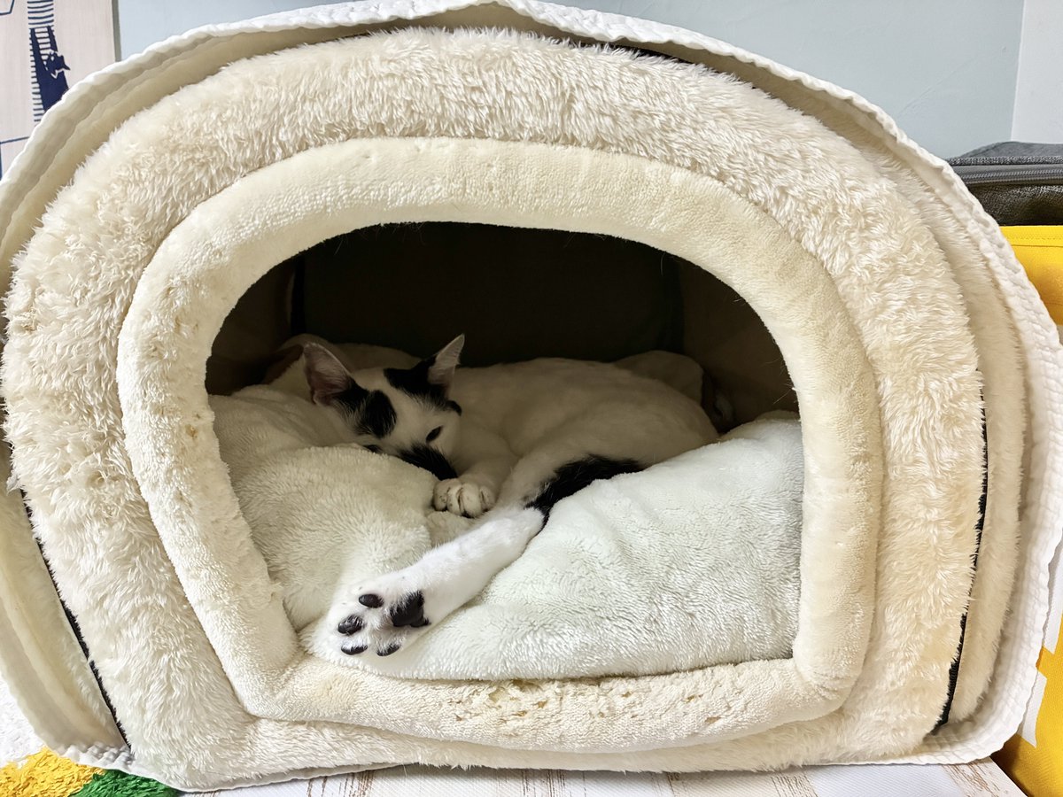 cawaii415's tweet photo. こちらは楽天市場で買ったかまくらベッドにニトリのベッドをインしてカインズの毛布を足した冬仕様のエクストラベッド。
もっと寒くなったらホカペも入れようね。 https://t.co/ODPeAFL2pb