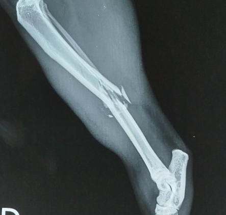 vicklangley's tweet photo. O gatinho do meu amigo, o Artuzinho, fraturou o fêmur e precisou fazer uma cirurgia! Os custos são altos, e qualquer ajuda faz a diferença para que ele se recupere e volte a brincar. 

Doe ou compartilhe a vakinha que está nos comentários. https://t.co/NxnUI091Ln