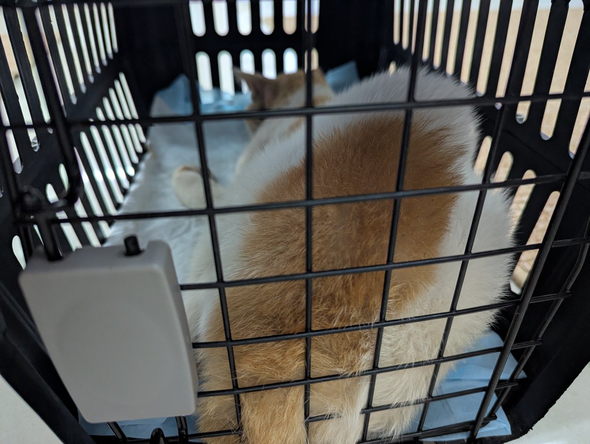 spideurz's tweet photo. dear oyen...

been stressing out for about 4 days, but i'm so grateful that Allah leads your way to me. i'm so glad i found you, stayed alive for 3 days through hunger and pain, you're the strongest cat i've ever known. i really hope you can recover soon and run around again 🤍 https://t.co/BbuDBLxf8K