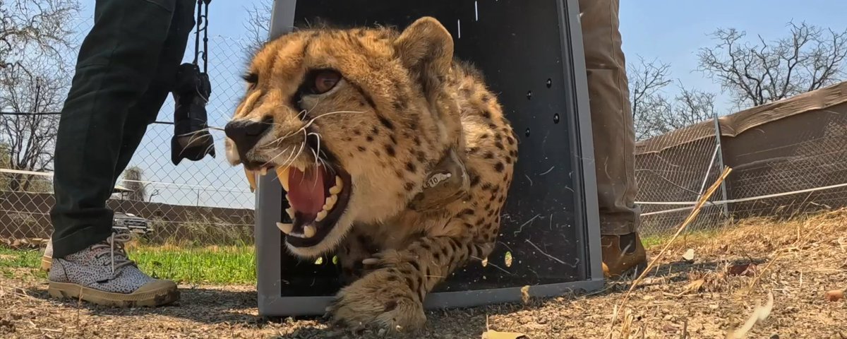 Bringing cheetahs back to the Zambezi Valley