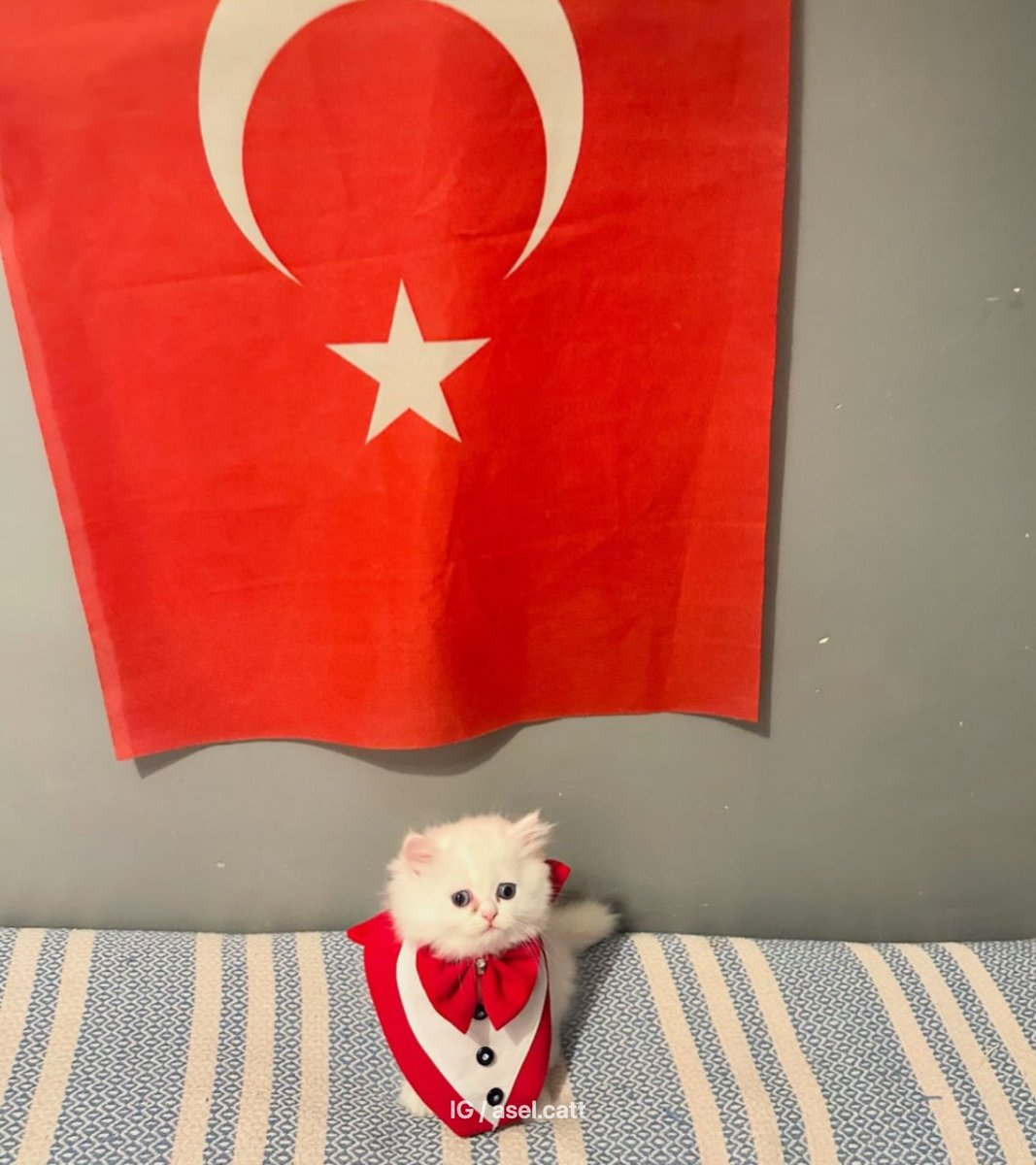 bosunatiklama's tweet photo. 29 Ekim Cumhuriyet Bayramı'na hazırlanan bir kedinin kombini: https://t.co/mg4OWNxx33