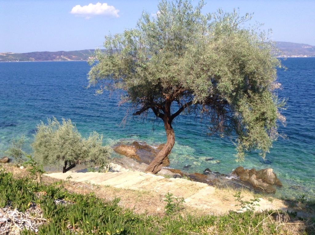 euronationalizt's tweet photo. Olive trees are among my favorite things https://t.co/GKGHKt3pDs