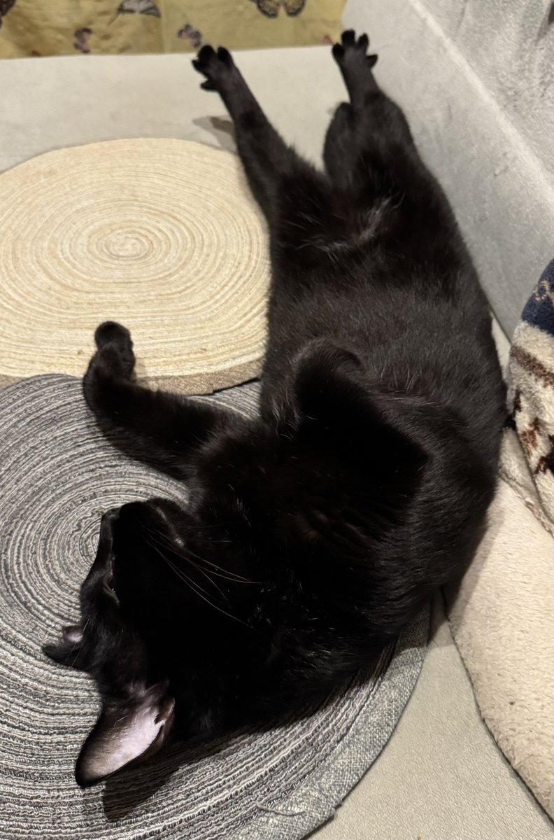 noiseatlantic's tweet photo. あんよがパーだね✋
もうねんねしようね🐈‍⬛💤 https://t.co/K2AjJJfio1