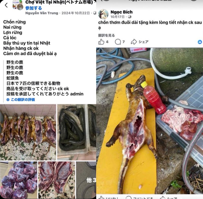 zundamotisuki's tweet photo. Facebookの在日ベトナム人グループ等で、鹿や犬や野生動物とみられる肉の無許可販売が行われています。

他人のペットや愛護動物の殺傷は動物愛護法違反

無許可の解体・販売は食品衛生法違反。

全員逮捕して強制送還してくれ‼️