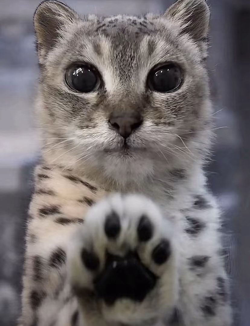 rroykafe's tweet photo. *paws at you* hi
*paws at you* #idvtwt bmf plz
*paws at you* #identityv #promotwt hi i like other fandoms too
*paws at you* interact with me https://t.co/NTFWrxpojN