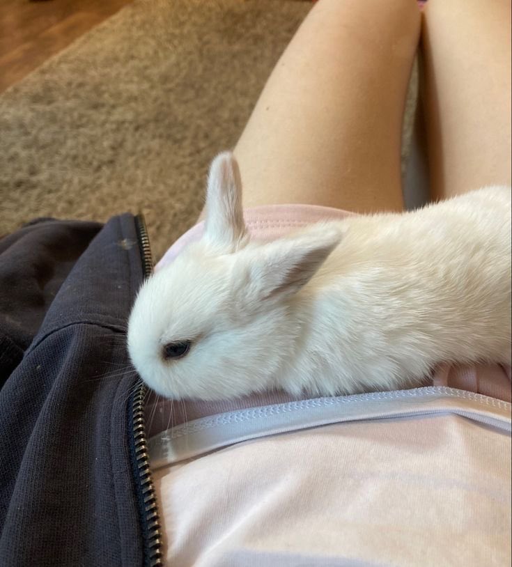 puppbunni's tweet photo. #thinspo bunnies and small thighs <3 https://t.co/fxIibkEKNP
