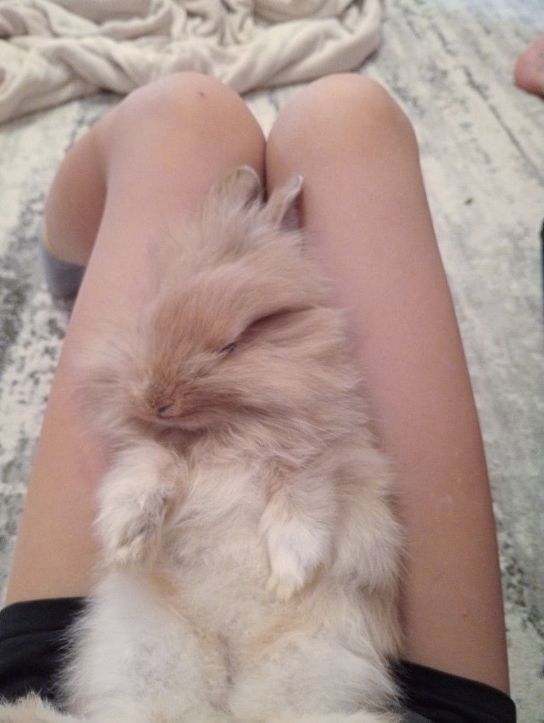puppbunni's tweet photo. #thinspo bunnies and small thighs <3 https://t.co/fxIibkEKNP