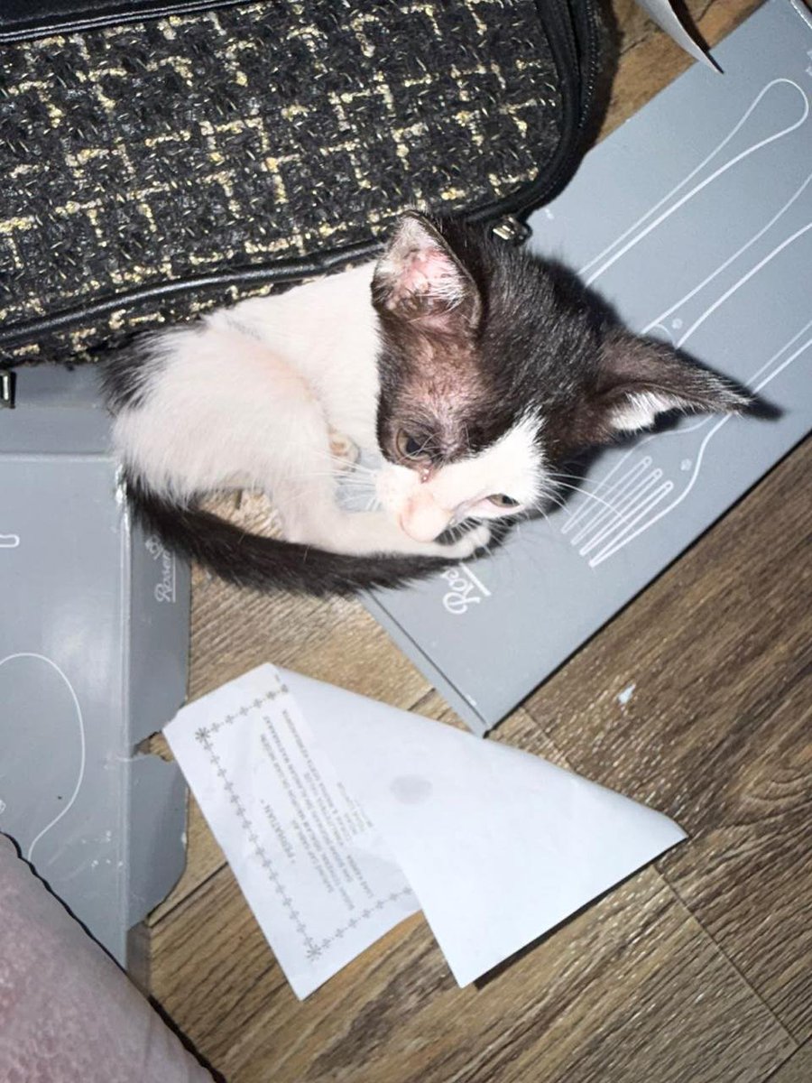 Animal_rescue0's tweet photo. #انقاذ #قطط #جده 

كيتن رضيعة تُصارع الموت بالشارع 😭 جسمها يرجف من شدة الحمى، ضعيفة جدًا وترفض الأكل، وما لها أم تحميها! 💔

تكفون لا تخلونها تموت لحالها، تحتاج إنقاذ وطبيب بيطري فورًا! 🥺🙏🏻

📍 جدة – حي النعيم، شارع حراء 📲 واتساب: 0593689665 📞 اتصال: 0592720658 https://t.co/sMWwDBtMH3