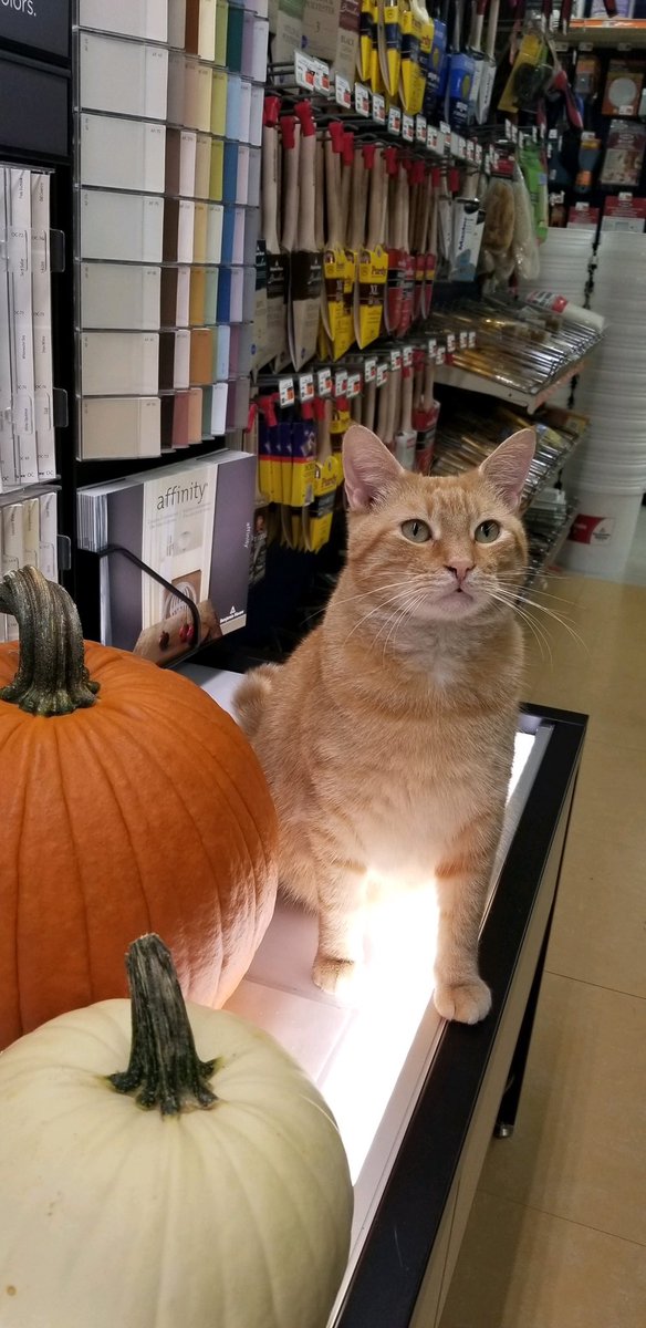 AubuchonHrdware's tweet photo. Halloween is almost here, and our pumpkin quality control team has been hard at work! https://t.co/aaZkhxKPAf