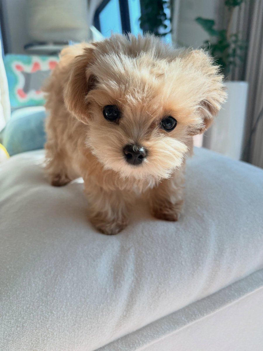 juantokki's tweet photo. hi, i’m miso

🔗https://t.co/ErC9zhv1gQ https://t.co/2vALExj38G