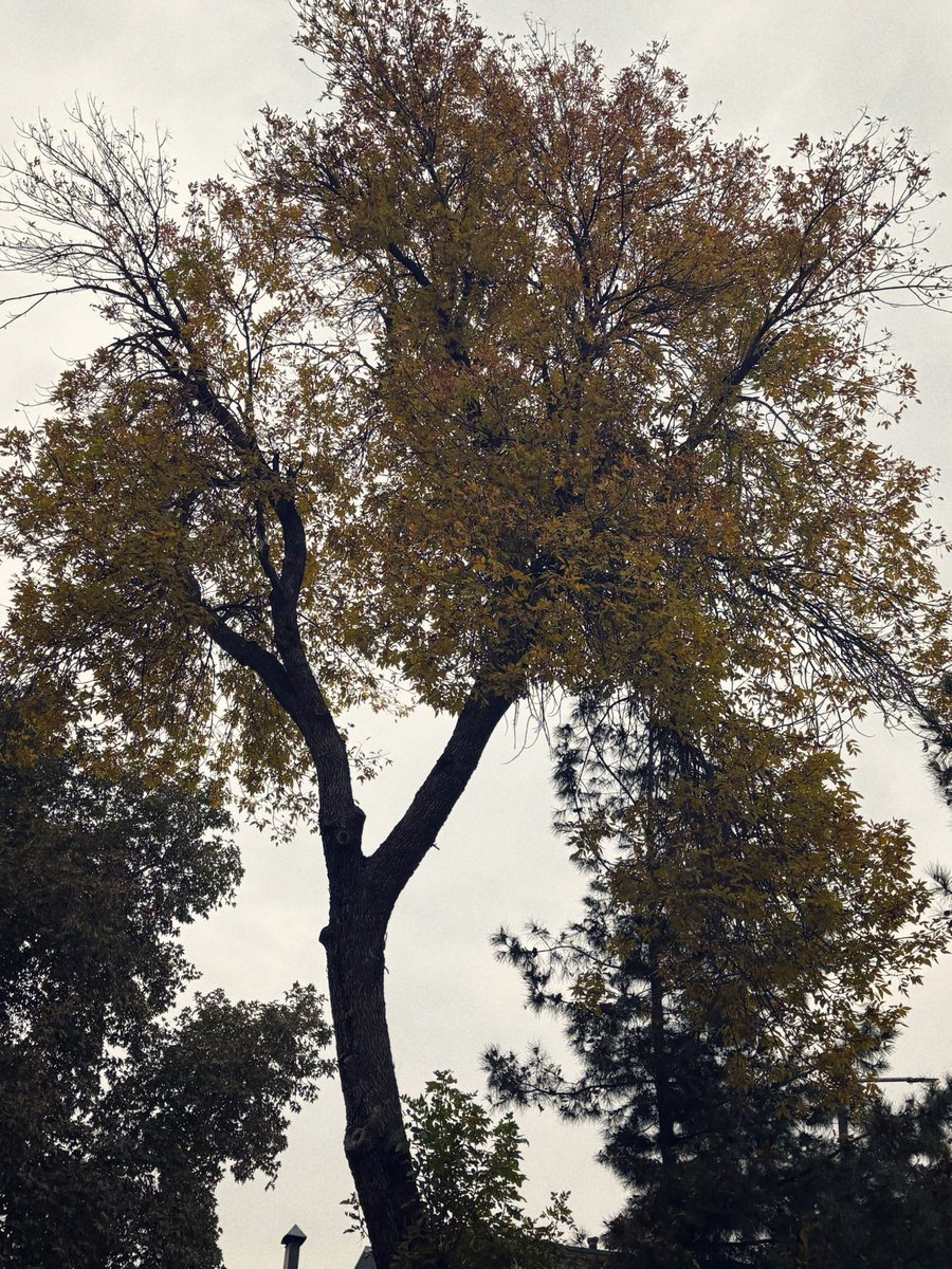 asii_y0's tweet photo. finaly autumn autuming https://t.co/Hs0nWMMW3E