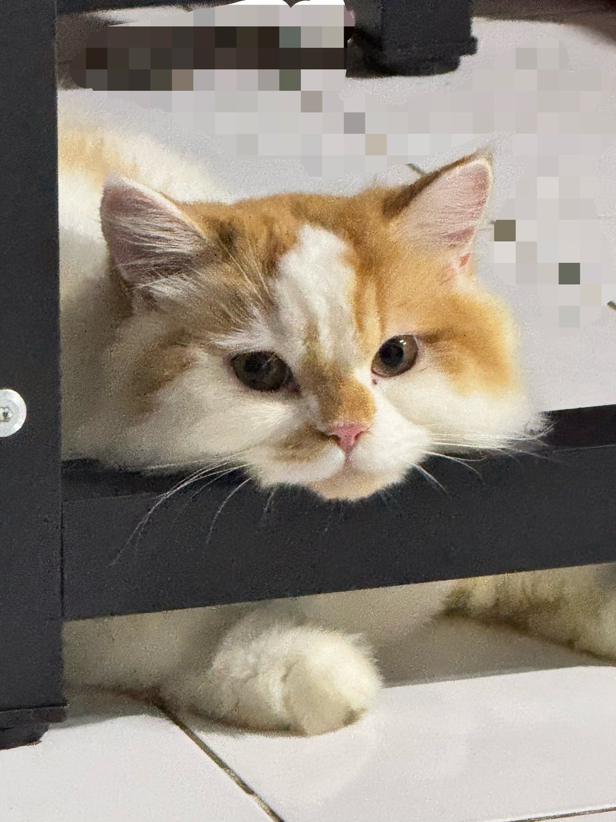 starcozu's tweet photo. Sok imut lu. https://t.co/HOZqu4jMFe